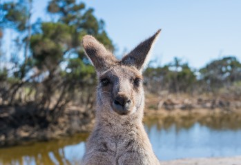 Australia – Dwunastu Apostołów i sześćdziesiąt milionów kangurów